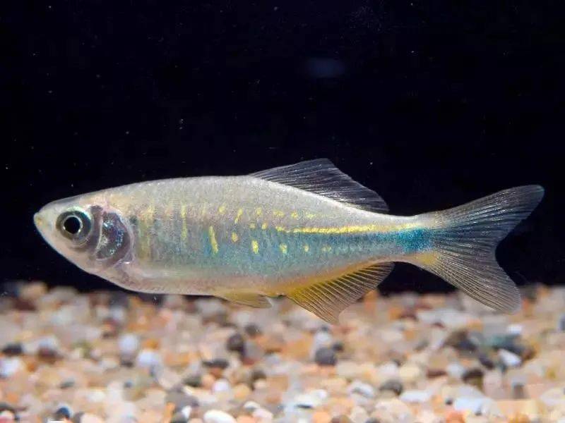 亚马逊特拉伊拉河底灯鱼,草缸爱好者天堂!_水族_文章_信息