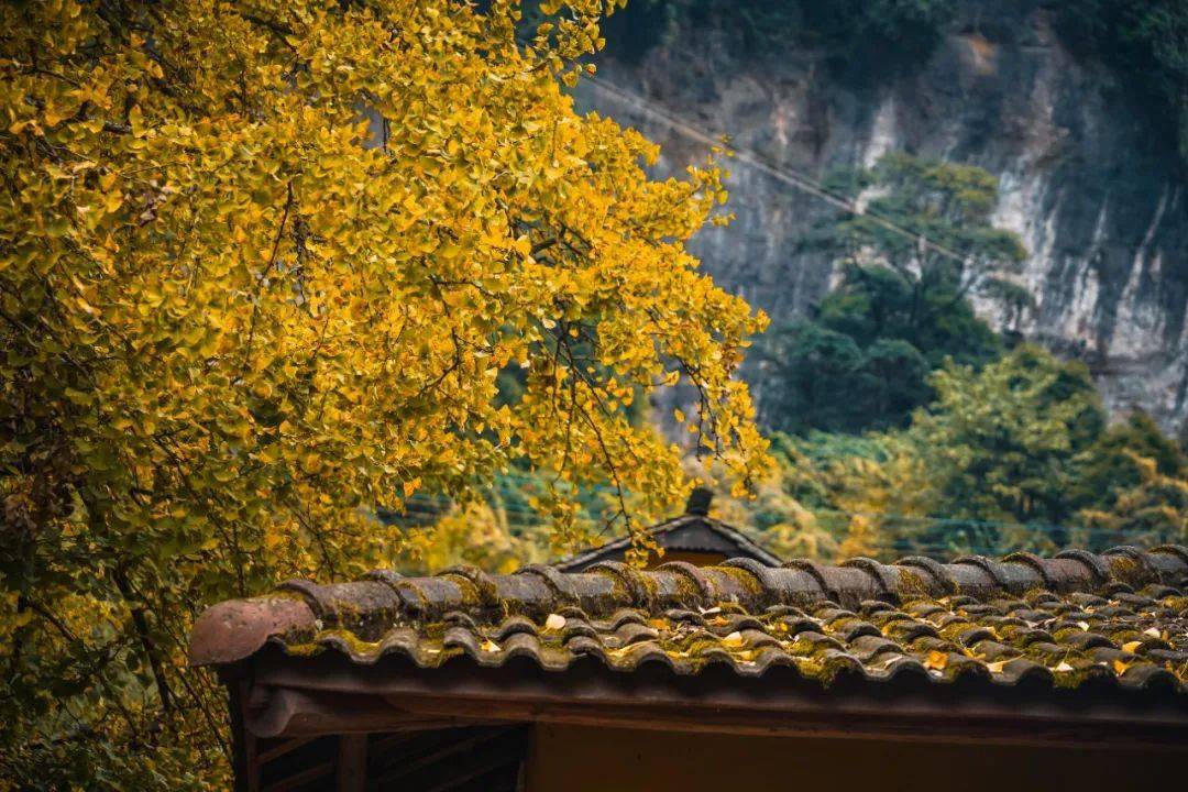 藏不住了!德陽周邊這處美了千年的古銀杏,迎來顏值巔峰!_巖寺_寺廟_白