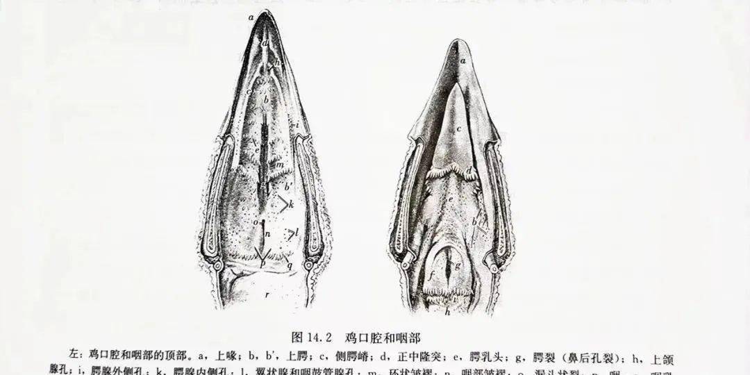 鸡消化道解剖结构与功能剖析