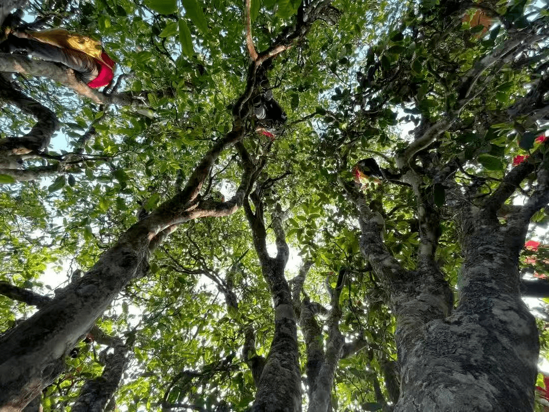云南野生古树红茶,一口"凤庆甜香",还原经典滇红味