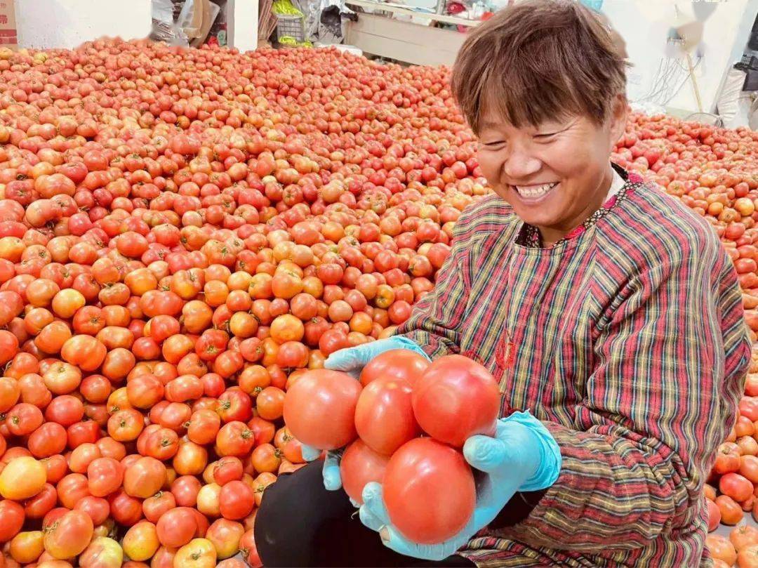 【学习强国】安徽灵璧:特色番茄喜丰收 映红村民好日子_种植_销售_高