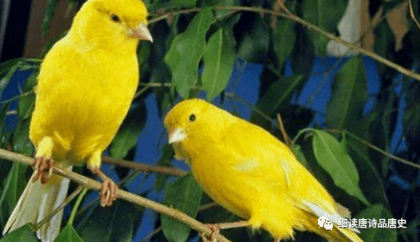 金丝雀又名芙蓉鸟,芙蓉,白玉,白玉鸟,玉鸟,白燕,是雀目科食谷类鸟.