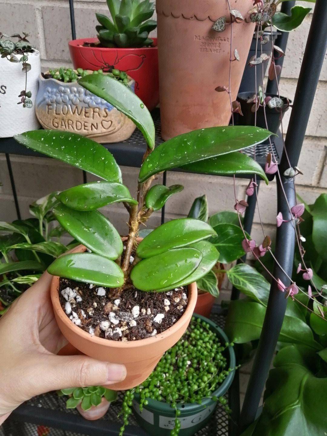 养球兰,注意"3方面",开花不断,花球更多更美,长满整个阳台_修剪_花儿