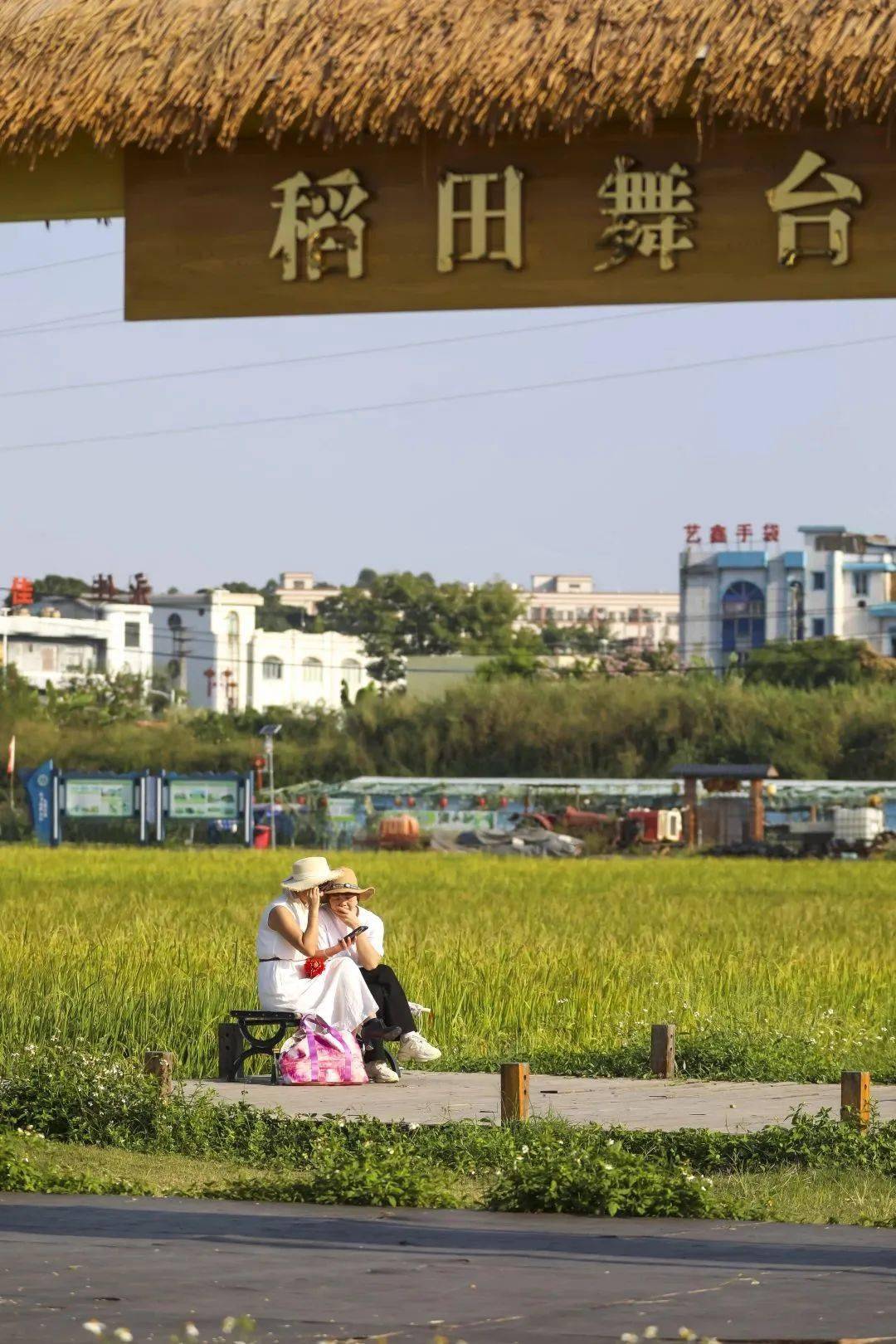 我被上元稻田公园迷住了!限定景色仅剩2周!_茶山_东莞_的姿态