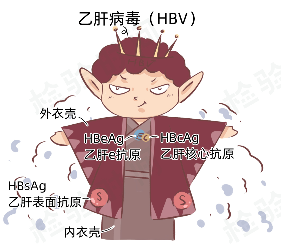 何谓乙肝两对半?大小三阳知多少?_传播_阳性_抗体