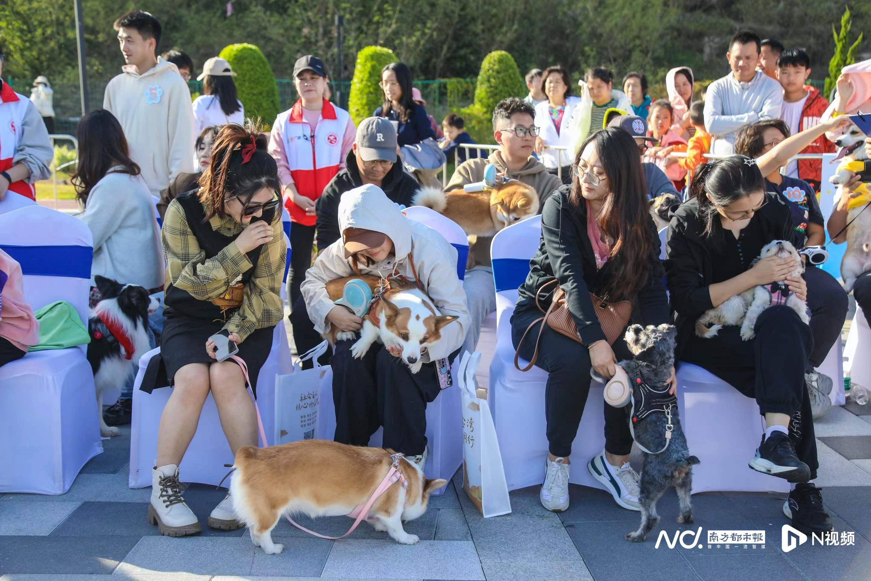 珠海萌犬走t台,倡导市民引领文明"养犬"新风尚_活动_金湾区_狗狗