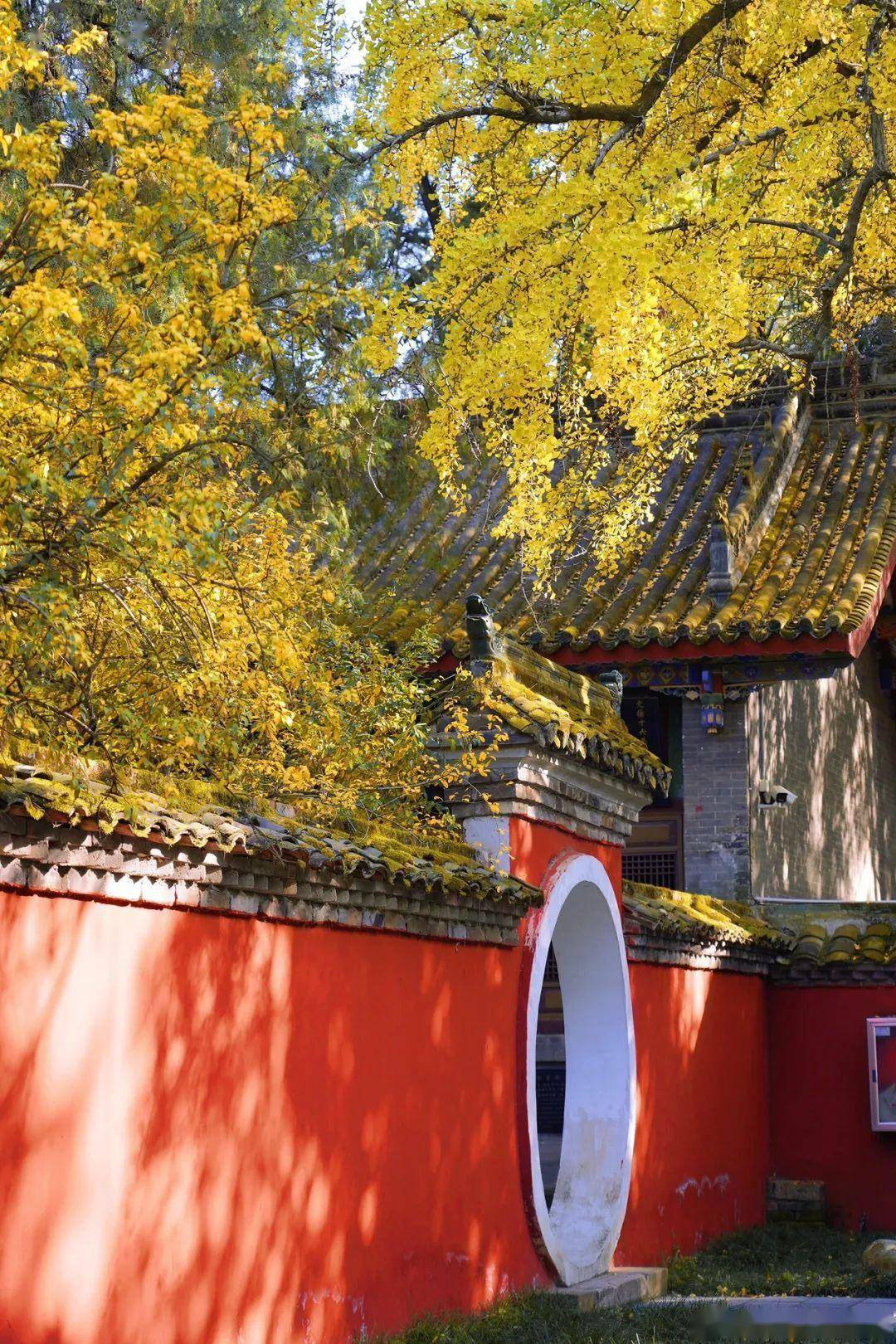 银杏渐染初冬!一起沉溺在汉中这片金黄之中~_勉县_武侯祠_画面