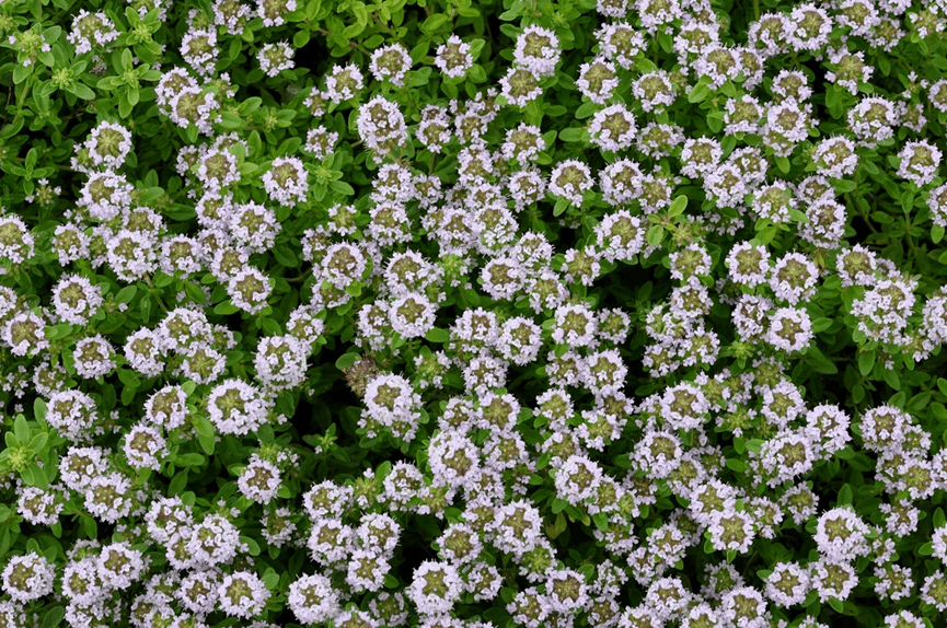 假裝檸檬的香草們(下)| 芳草萋萋_薄荷_植物_百里