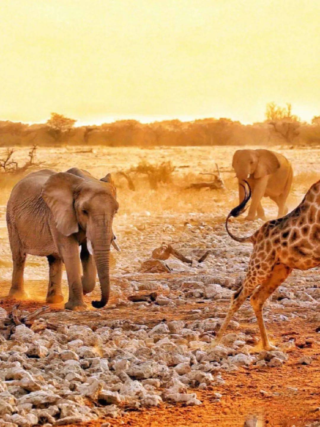 纳米比亚 | 沙海相连,红丘枯树,动物成群,解锁另一种非洲原始旷野浪漫