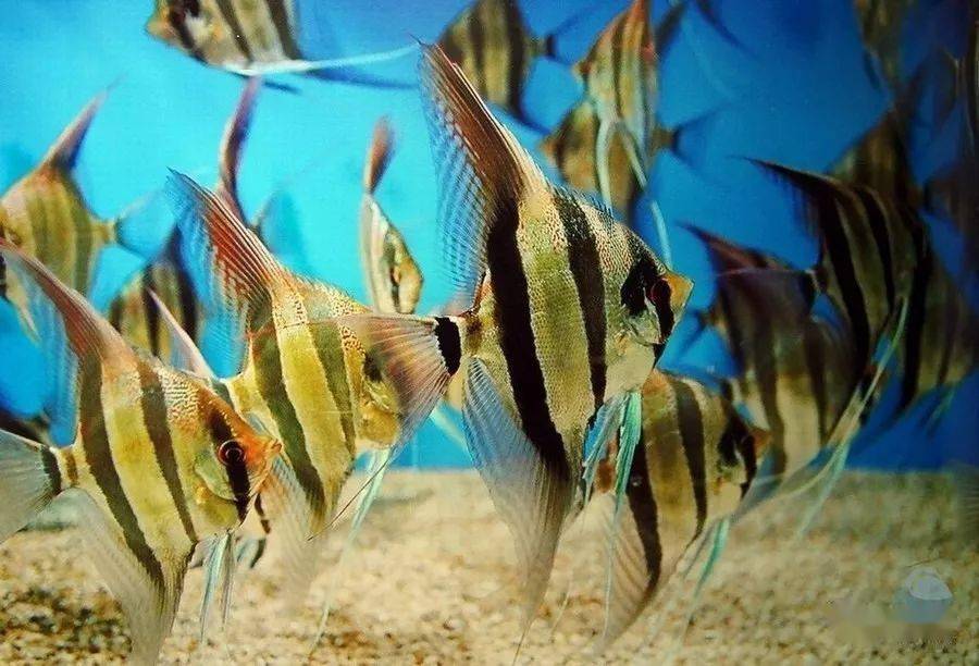 gzfish分享的埃及和红背埃及第五个作品来源 北京七彩在线第四个作品