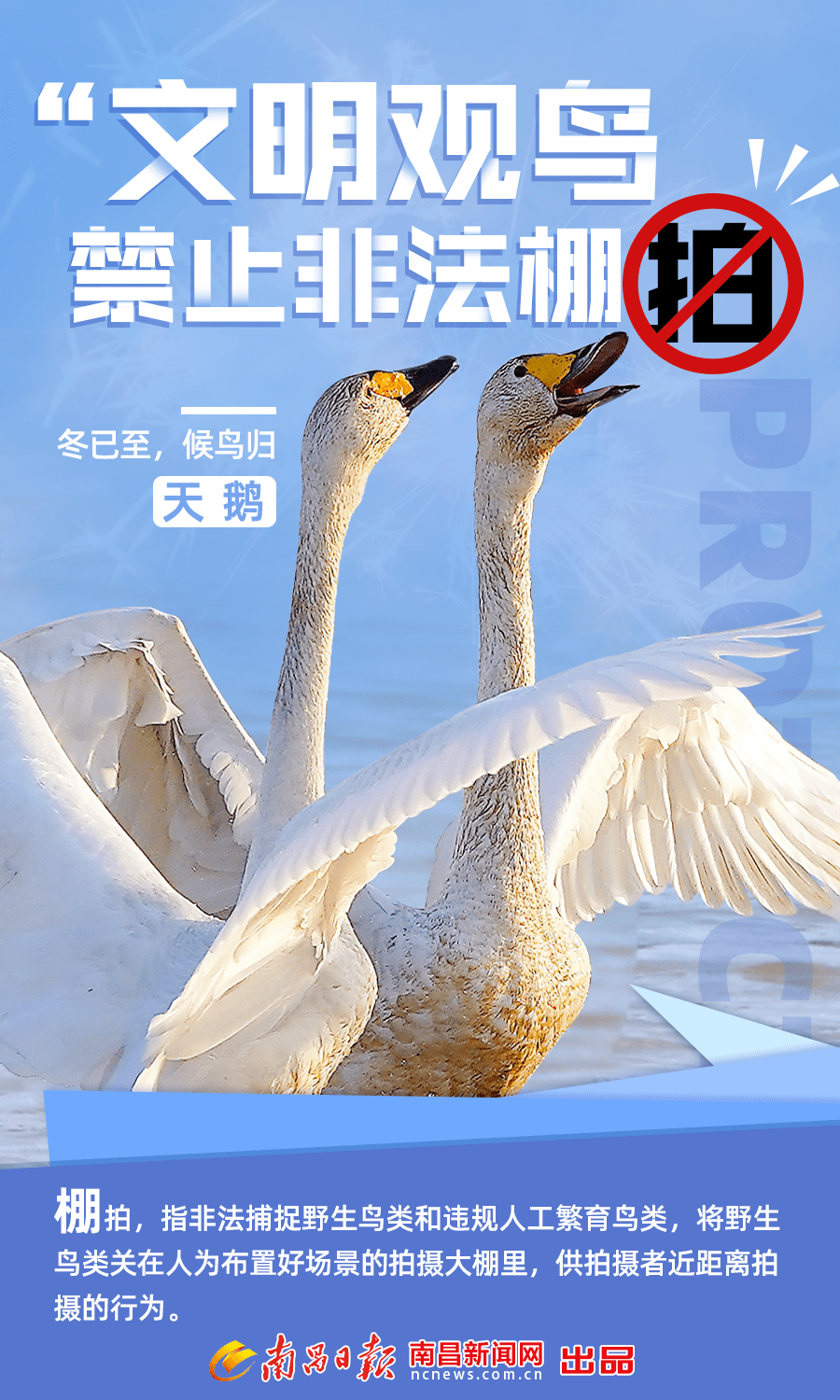 海报组 | 爱鸟护鸟,文明观鸟_南昌_候鸟_进贤县