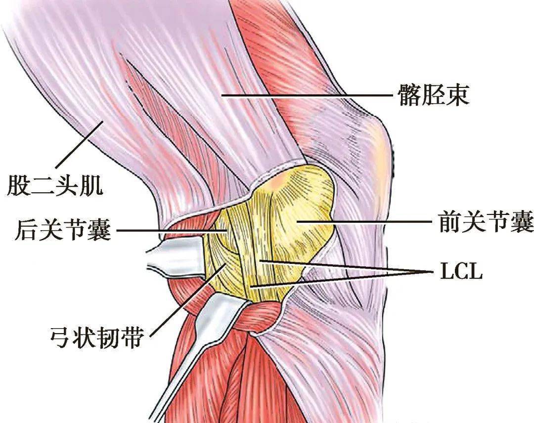 膝关节背侧面观解剖图图片