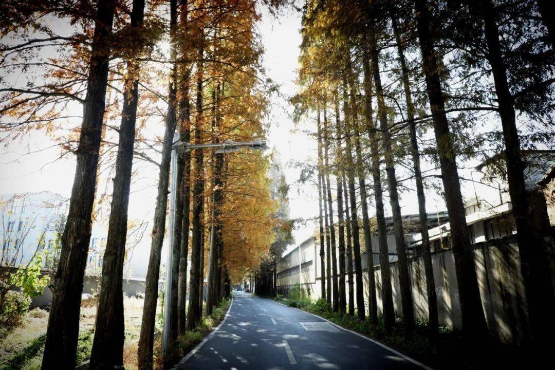 放眼望去,山杉叶由绿变黄,变红,穿过满目金黄的秋,已经渐渐转为赭红色