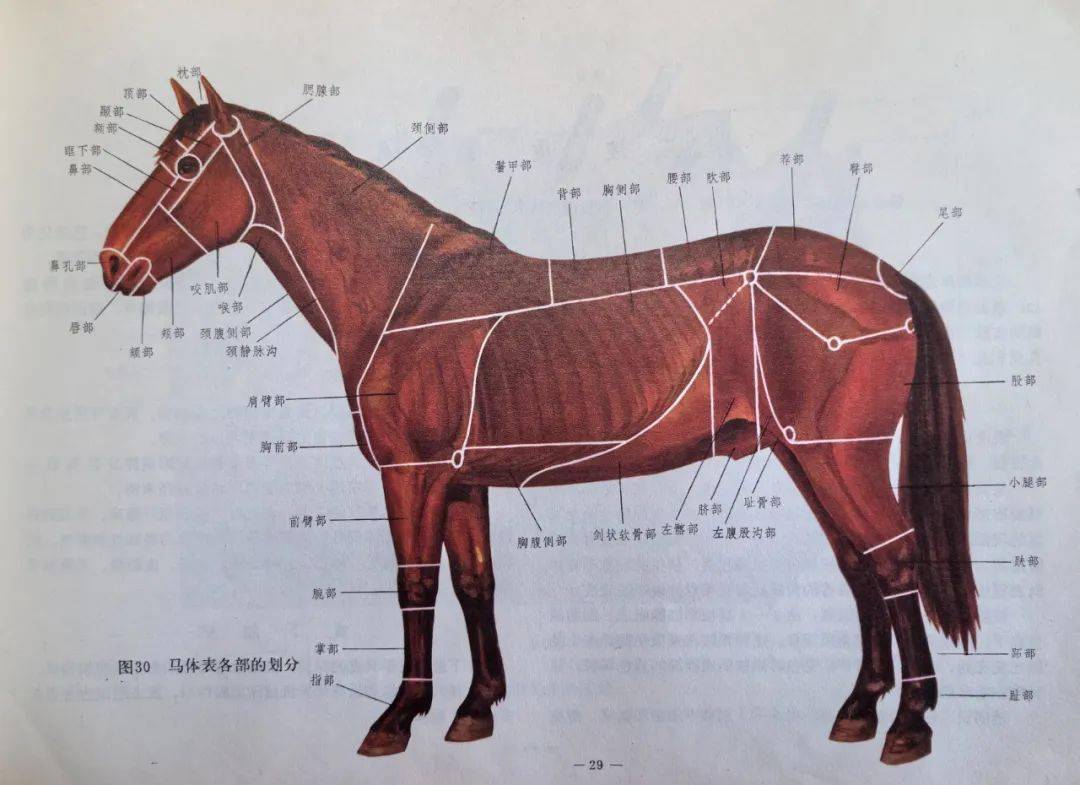 马头部结构图解大全图片