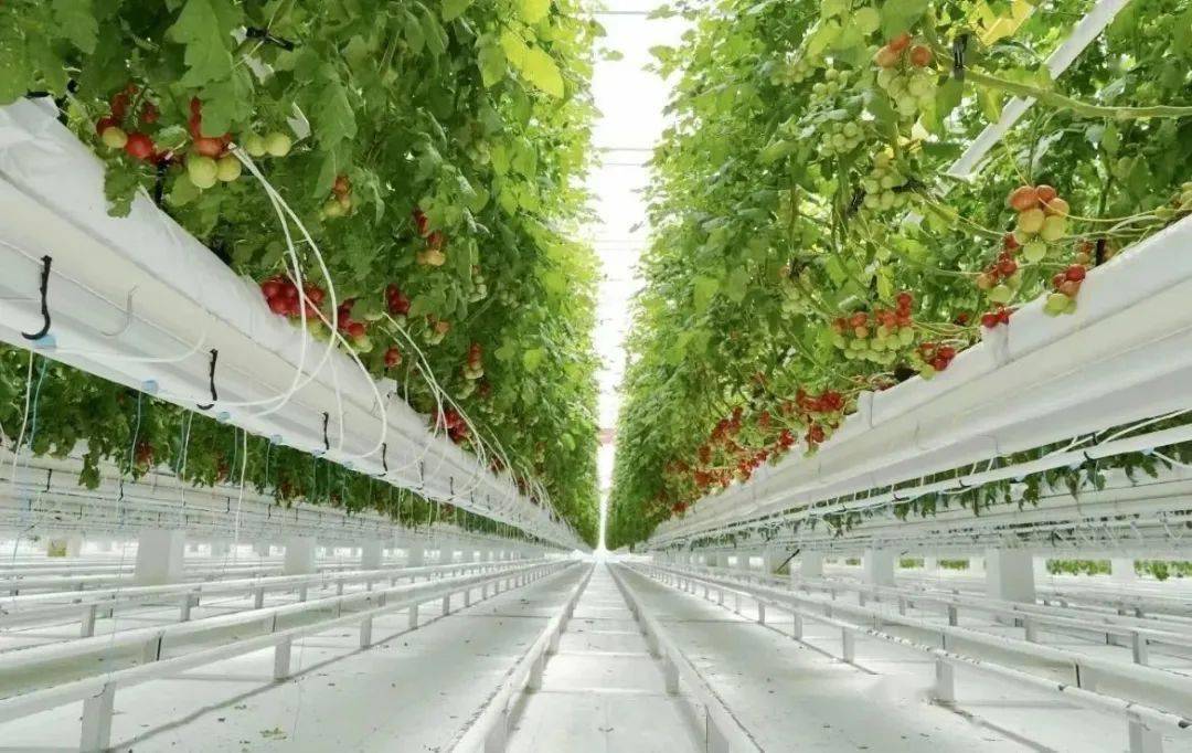 【活动招募】走进天空农场,感受现代农业一日研学_芦丁鸡_智能_种植