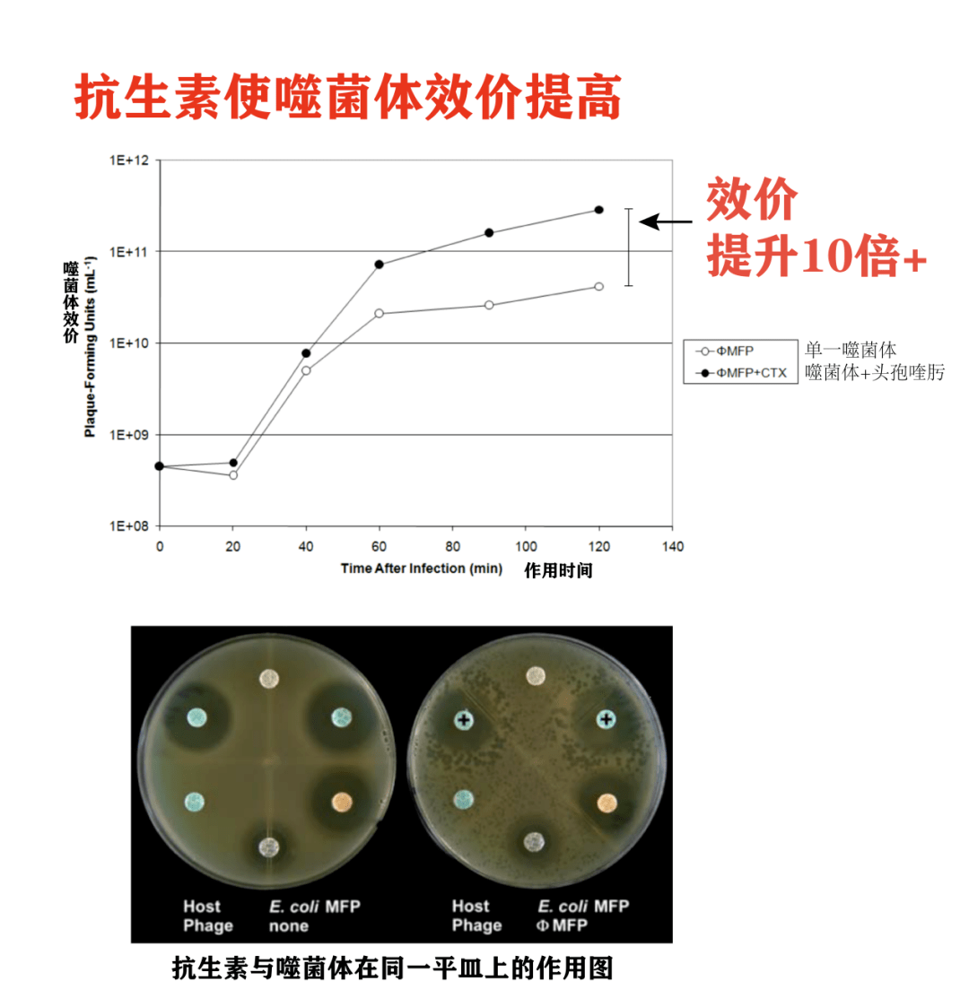 抗生素使噬菌體噬菌斑增大水產前沿:如何看待致病菌也會對噬菌體產生