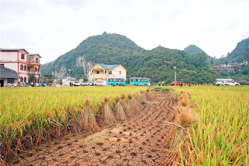 清镇市麦格乡:深入推进农村"五治" 助力产业旺环境靓_活动_文明户