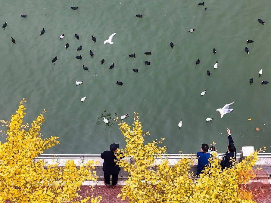 浦江郊野公园观鸟图片