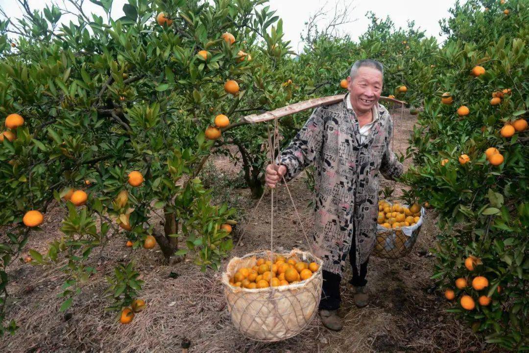 天工新余 桔香天下 | 2023新余蜜桔文化节影像大赛获