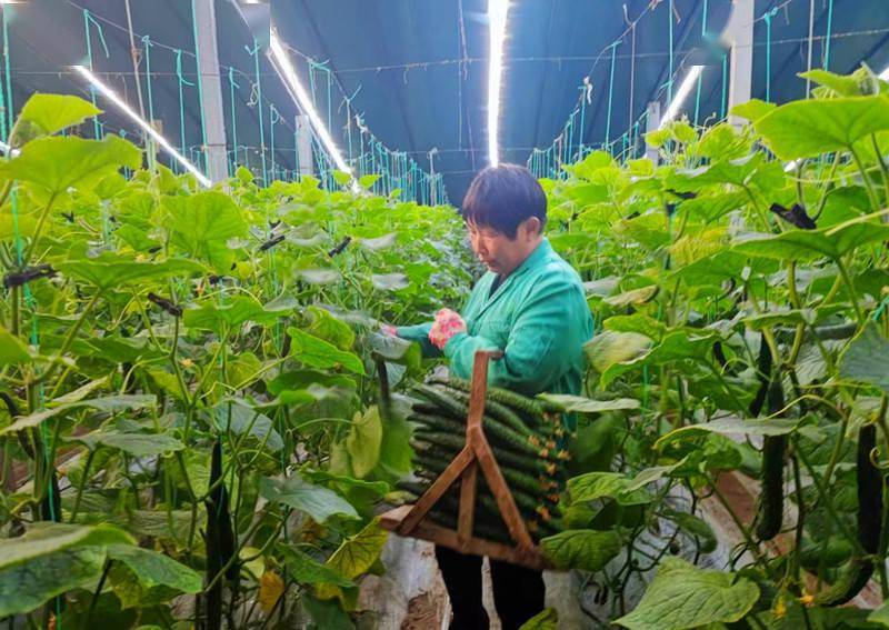 河南孟州:发展"菜篮子"鼓起"钱袋子"_种植_黄瓜_李妍秀