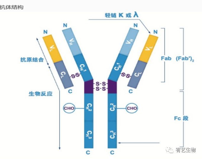 抗體質量屬性與功能的潛在關係_影響_受體_結構圖