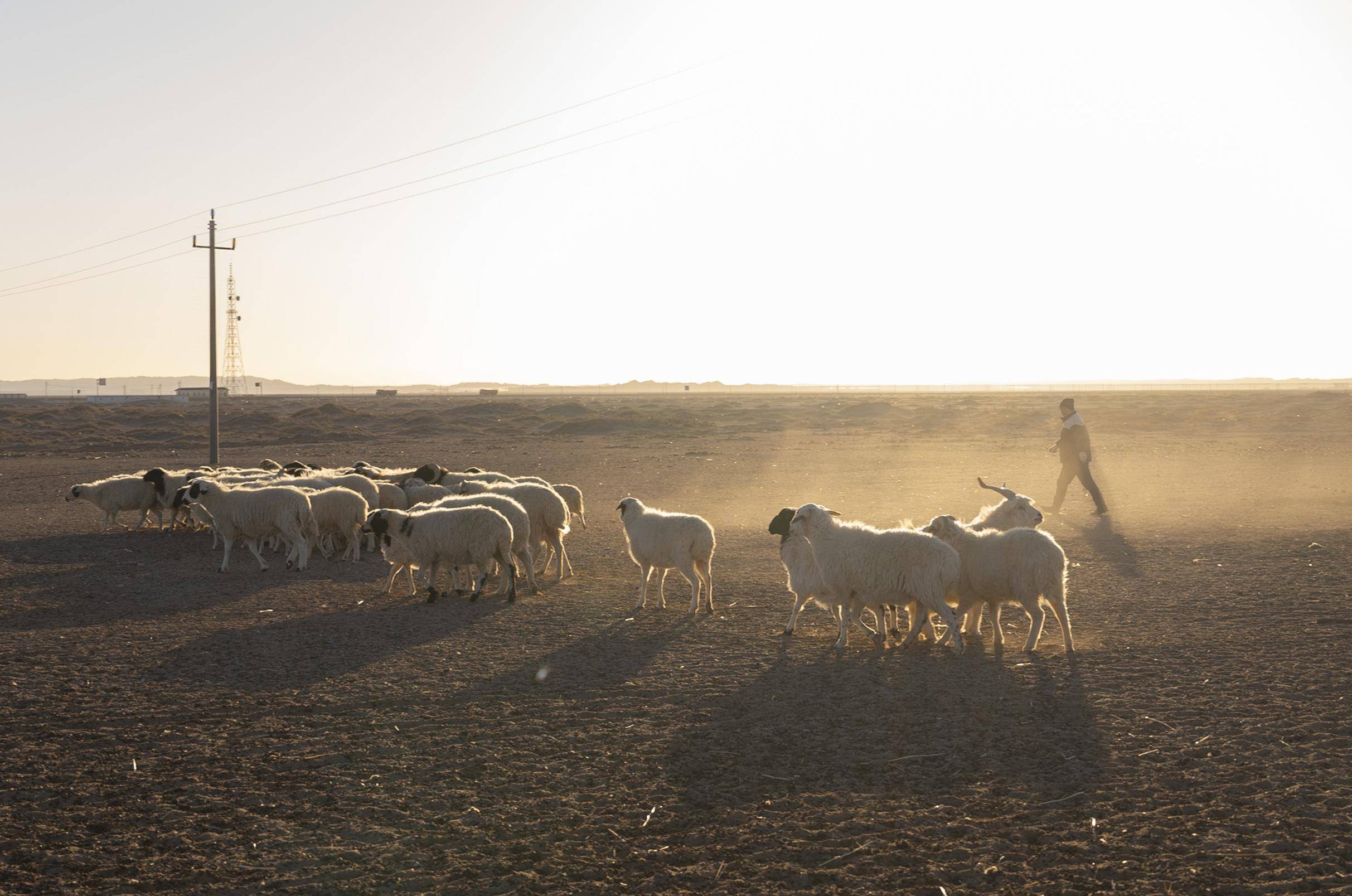 在内蒙古阿拉善左旗乌力吉苏木温都尔毛道嘎查,牧民朝勒门格尔勒在