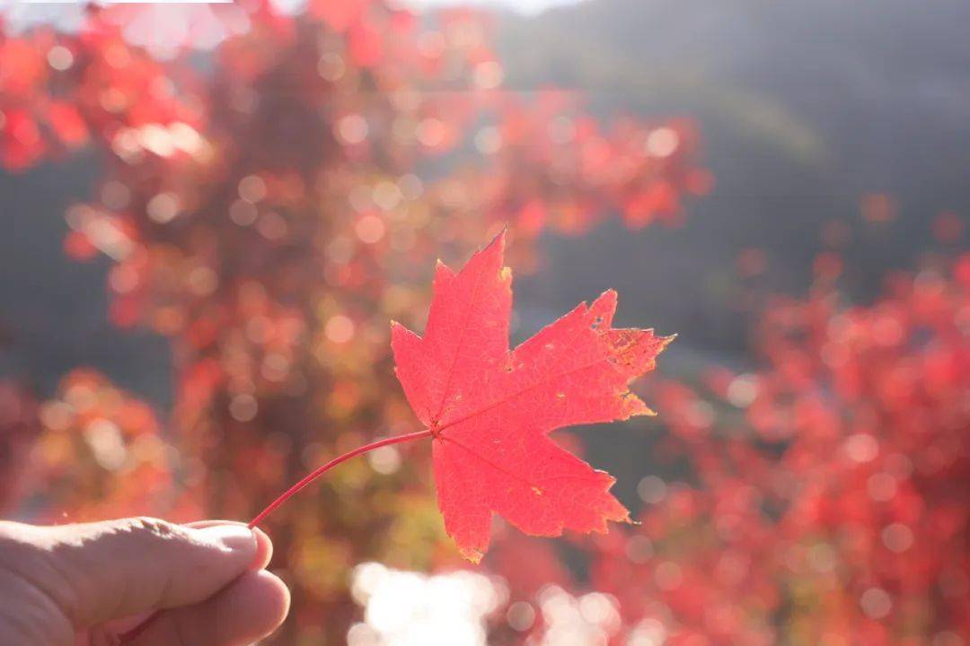 maple forest地址:新丰县云髻山旅游风景区门票价格:30元/人最佳观赏