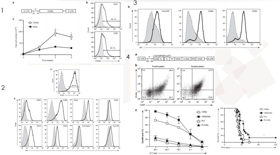 免疫治疗靶点cd40/cd40l_细胞_受体_信号