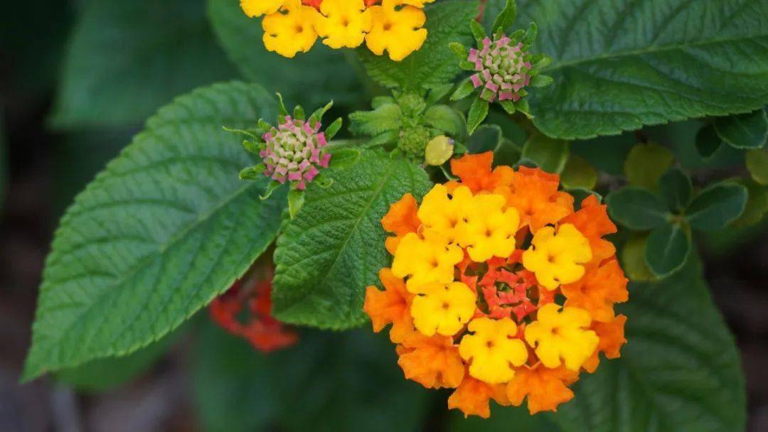 防范外来物种入侵丨最美的入侵植物马缨丹_果实_我国_有毒