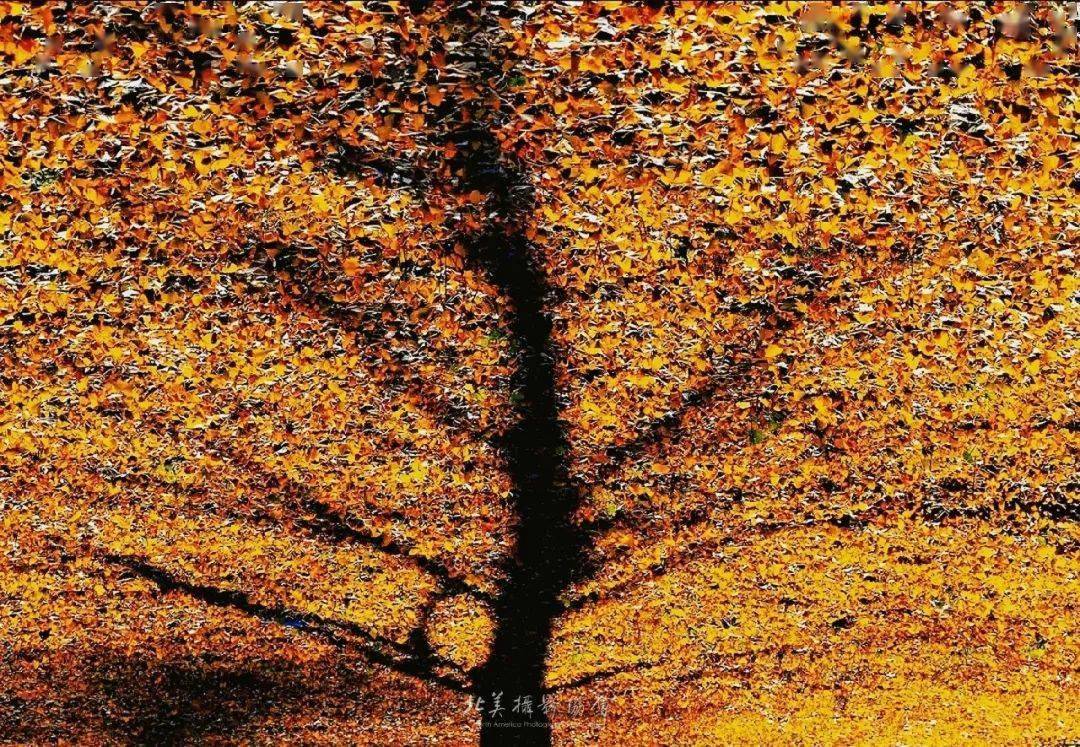 chen 陈虹渐变秋叶 摄影:王麓怡静 摄影:易虎影摄影:其乐蓉蓉秋意盎然
