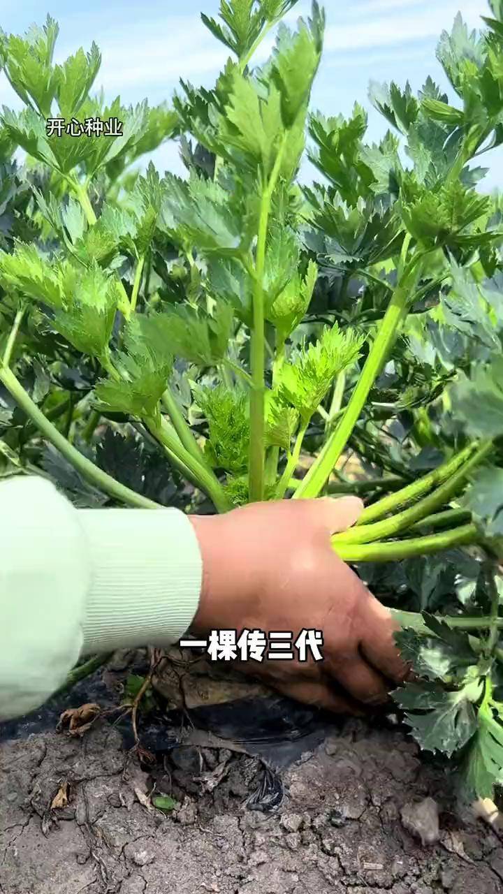 根茎叶都可以食用,凉拌热炒特别好吃!根芹 种植 芹菜 三农