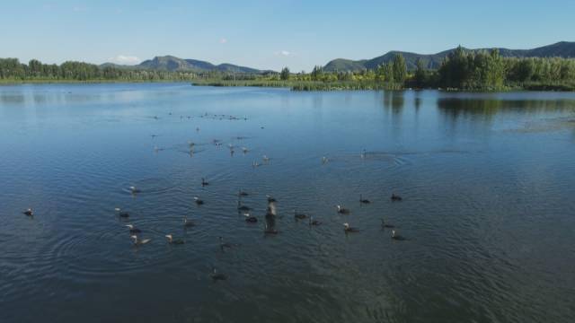 渔阳水利公司:"以渔净水"助力水域生态环境改善_于桥_水库_生物
