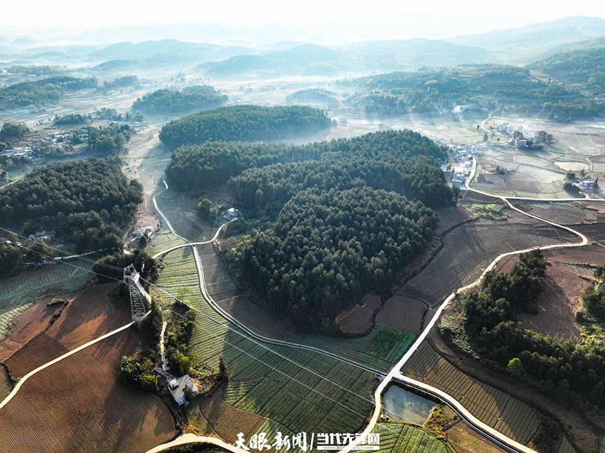 【天眼影像】黔西雨朵镇:冬日坝区无闲地 蔬菜添绿促发展_产业_标准