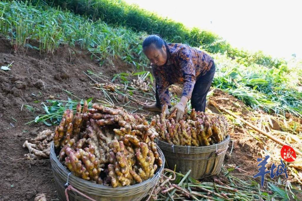 一块块个头饱满的丝茅姜被村民们挖出地面,经过合作