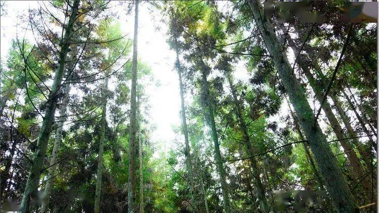 特惠仅需99元/人 | 石柱风情 千野草场·大风堡·毕兹卡绿宫·广寒宫2