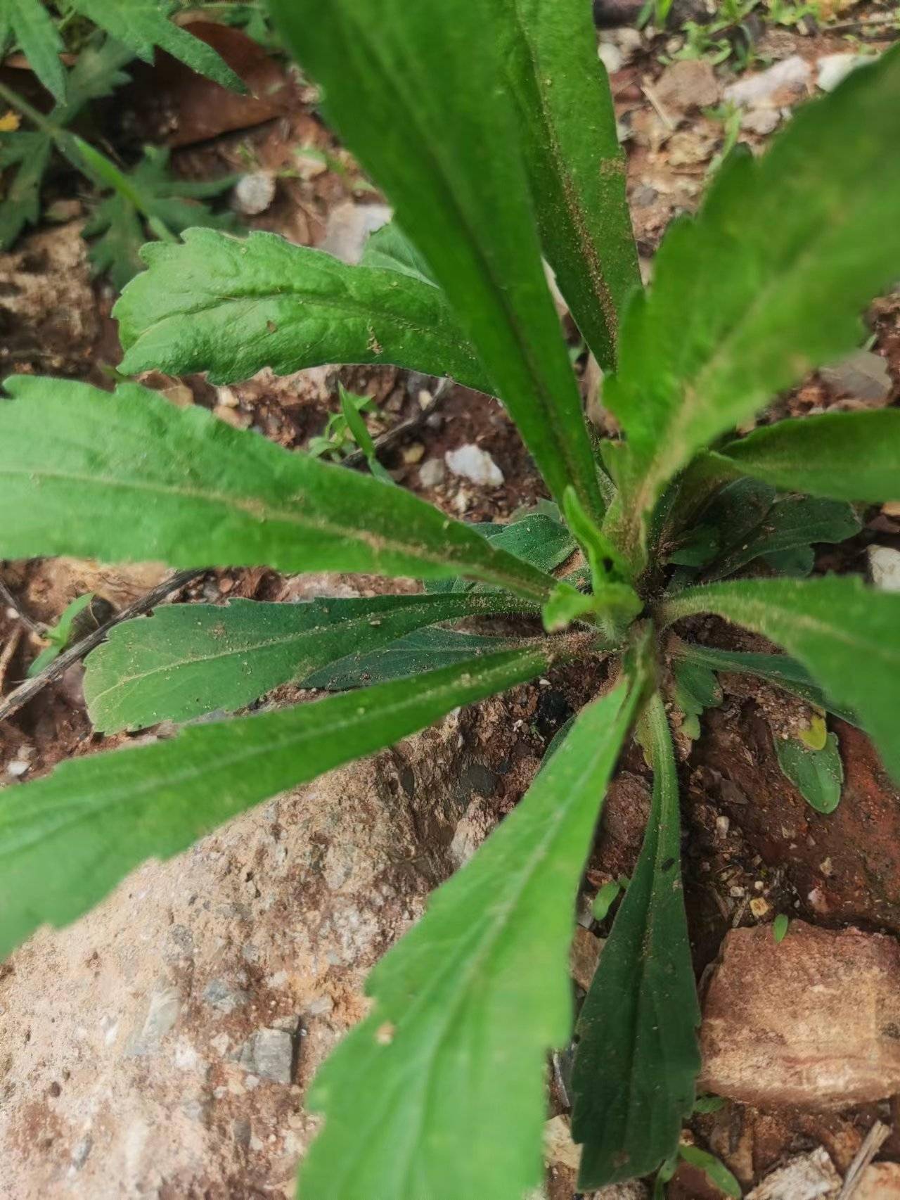 苏门白酒草,菊科飞蓬属一年生或二年生草本植物.