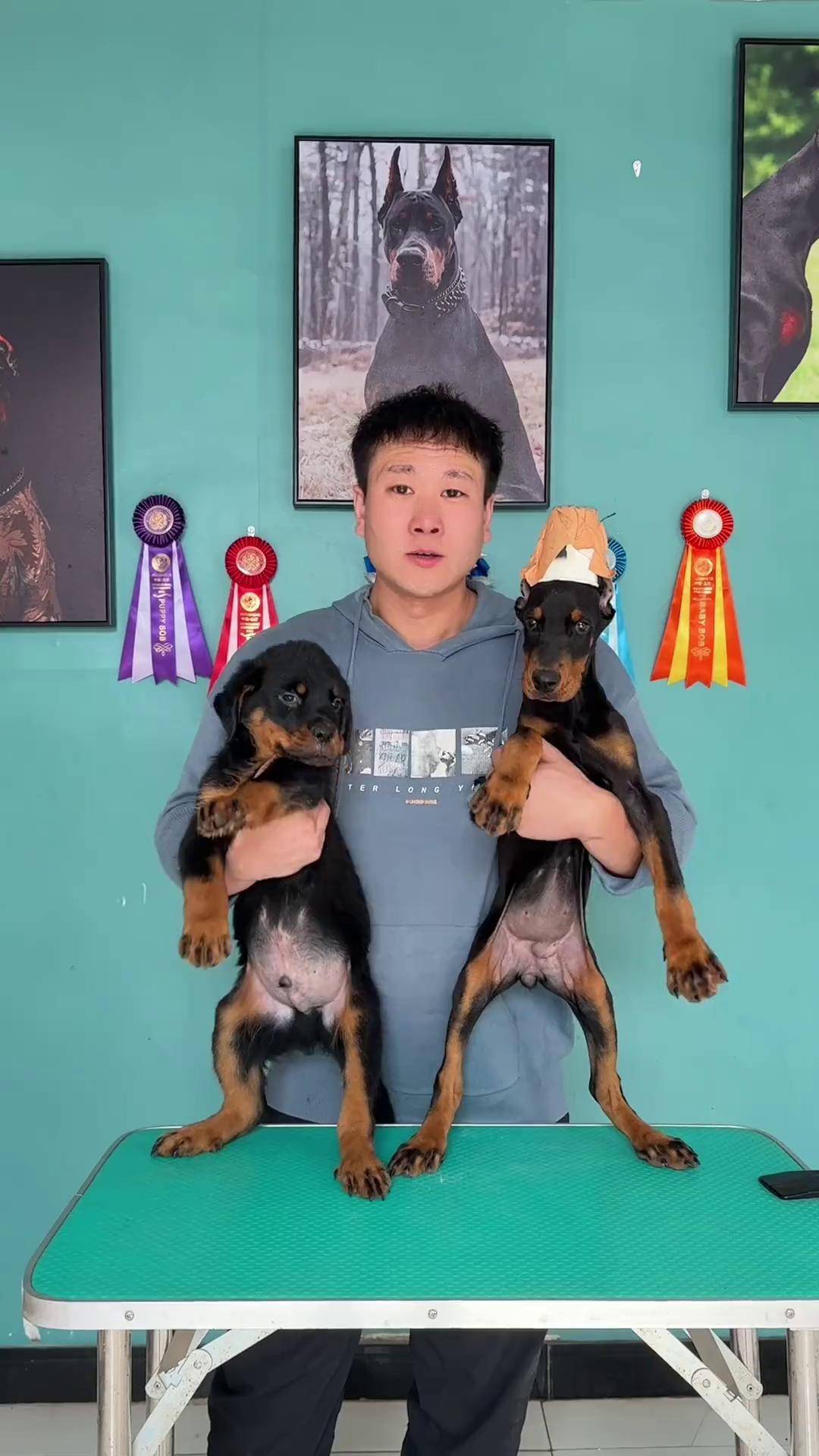 杜宾 罗威纳 护卫犬 一个视频教你如何选择杜宾和罗威纳!