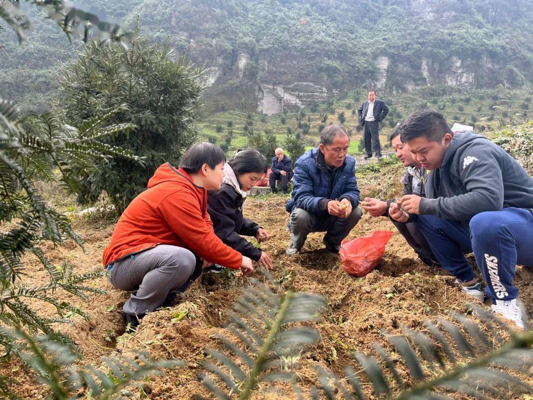 携手共创共富路 香榧树下种"黄金"