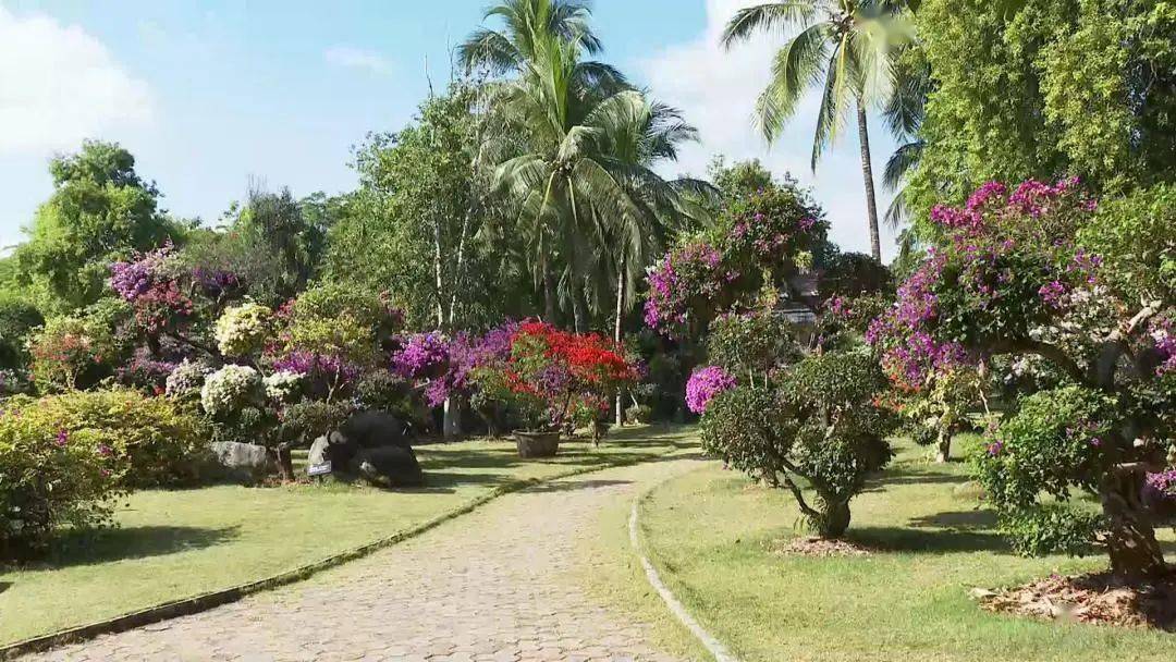 暖冬西雙版納迎來旅遊小高峰_遊客_花卉園_熱帶