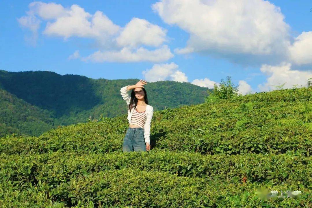 冬游芒市 | 真后悔没早点来体验芒市的茶山翠色!_茶园_风景_公众