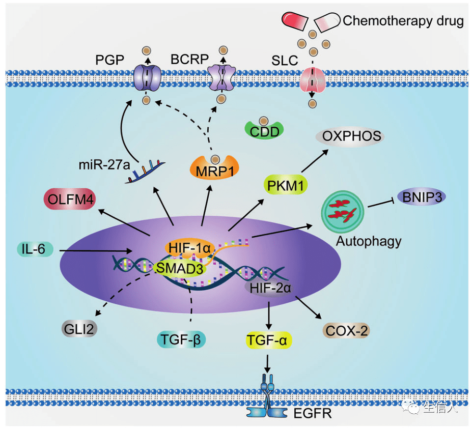 癌症中缺氧微环境有啥分子机制?_癌细胞_通路_肿瘤