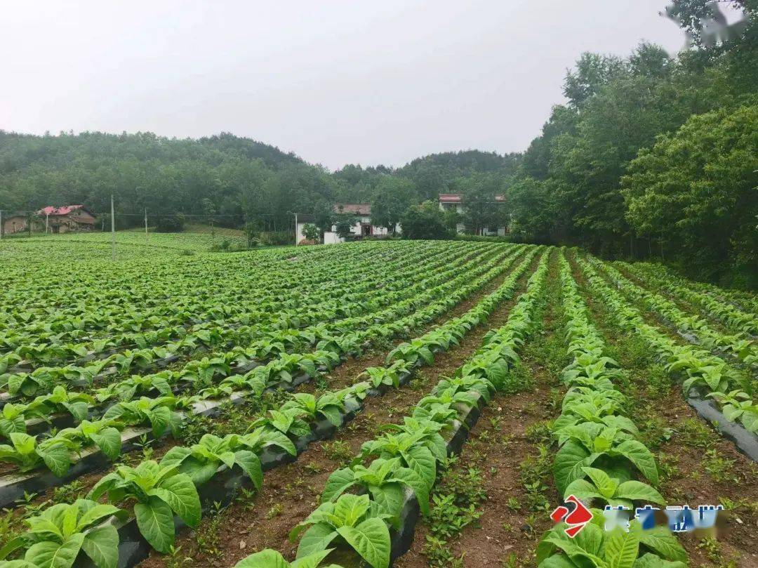 倾力帮扶 苏陕协作在大坪镇开花结果_建设_群众_镇安县