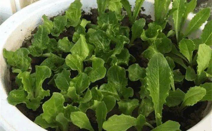 阳台用来种蔬菜,首选这8种,0度冻不死,吃一茬冒一茬_种植_建议_种子