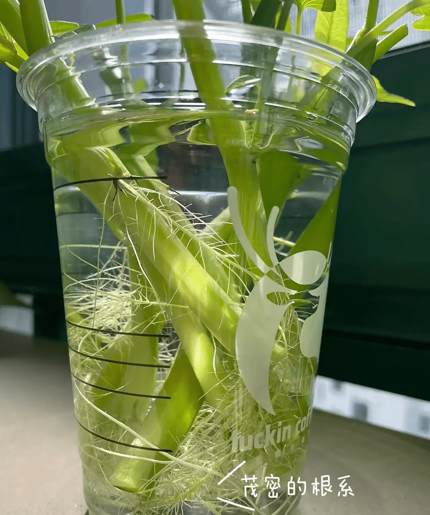 养好一杯空心菜,养好自己的心情,治愈系水培超简单_嫩叶_营养液_芭蕾