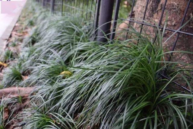 200種 · 植物知識彙總(下篇)_土壤_樹種_中性