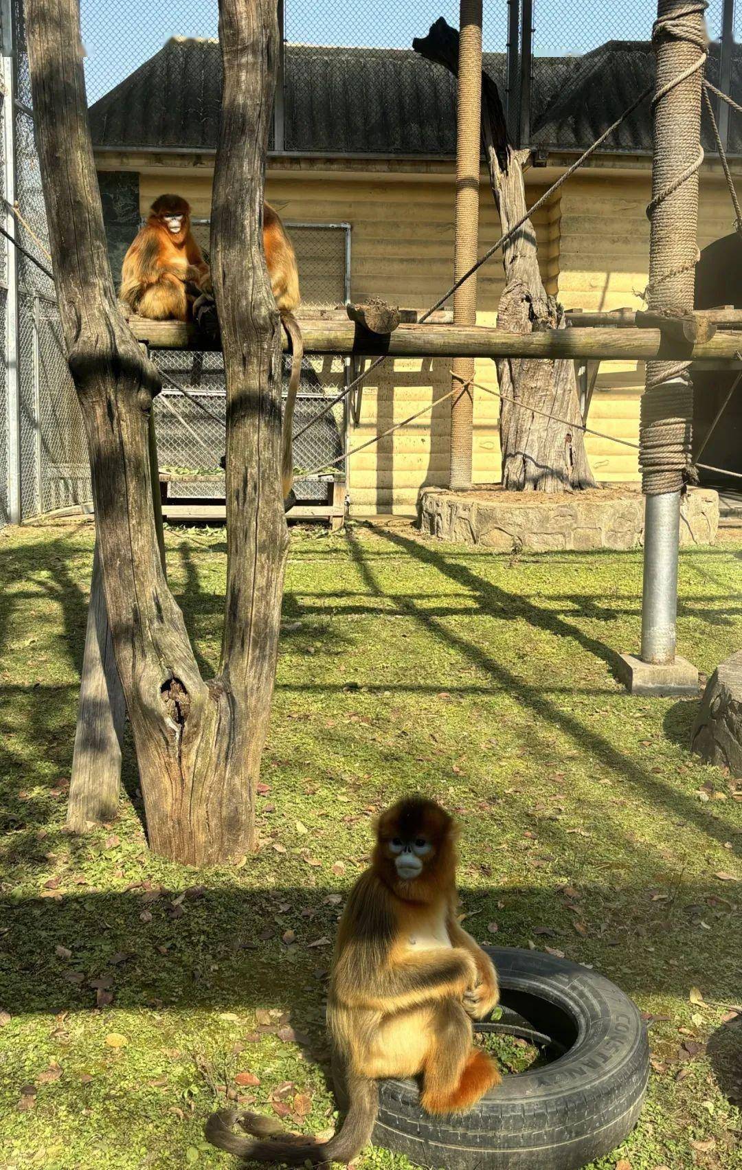 在猴山旁上一堂科普课!"秦岭四宝"的秘密瞒不住啦!