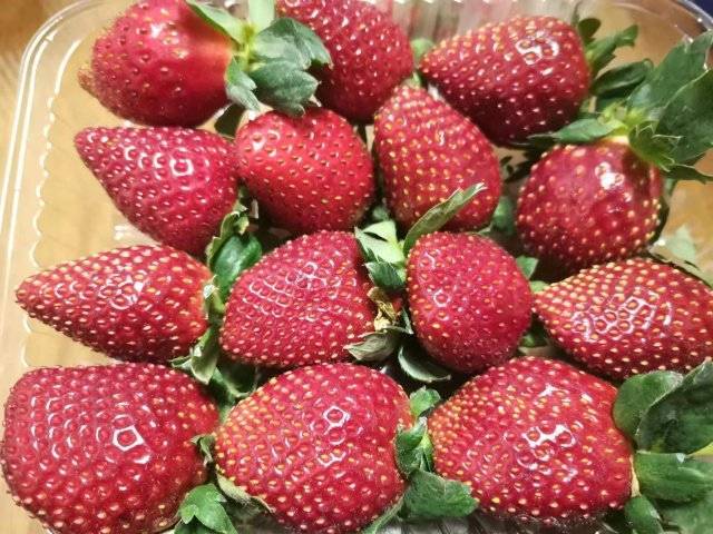 玉溪江川"黑草莓"试种成功_种植_品种_黑珍珠