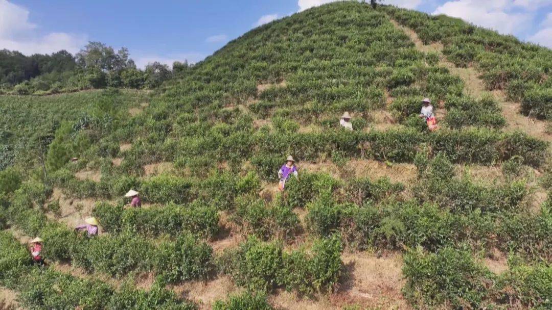 一年四季助增收~六堡茶秋冬季节采茶忙_苍梧县_发展_梧州