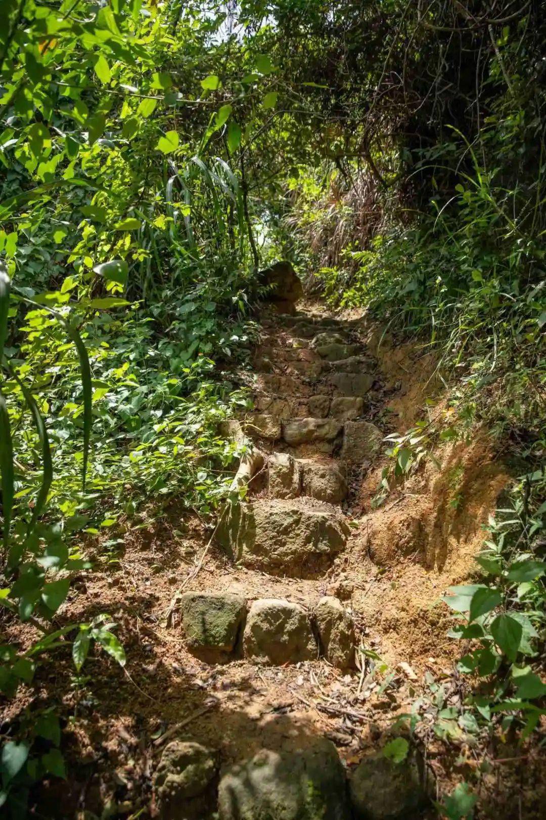 上新啦来南山打卡这些宝藏远足径郊野径