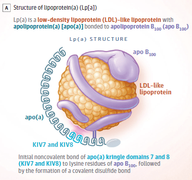 Lp Med Lp(a)是可纠正的心血管危险因素吗?_mg_相关研究_水平